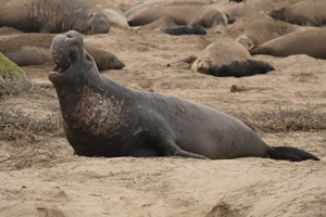 male elephant seal bellows on beach surrounded by females and pups